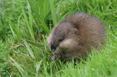 <i class='fa fa-user'></i>&nbsp;honderwa&nbsp;|  Woelrat&nbsp; <i class='fa fa-eye'>&nbsp;135</i> &nbsp;<i class='fa fa-thumbs-up'>&nbsp;1</i> &nbsp; <i class='fa fa-comment-o'>&nbsp;3</i>