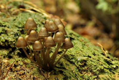<i class='fa fa-user'></i>&nbsp;Jelle Bakker&nbsp;|  Bundelchloormycena&nbsp; <i class='fa fa-eye'>&nbsp;79</i> &nbsp;<i class='fa fa-thumbs-up'>&nbsp;1</i> &nbsp; <i class='fa fa-comment-o'>&nbsp;1</i>