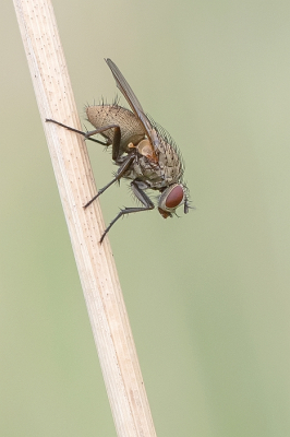 <i class='fa fa-user'></i>&nbsp;Johan van Gurp&nbsp;|  Helina sp.&nbsp; <i class='fa fa-eye'>&nbsp;95</i> &nbsp;<i class='fa fa-thumbs-up'>&nbsp;5</i> &nbsp; <i class='fa fa-comment-o'>&nbsp;7</i>