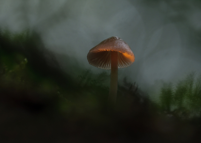 <i class='fa fa-user'></i>&nbsp;Jurgen Maassen&nbsp;|  Mycena sp.&nbsp; <i class='fa fa-eye'>&nbsp;133</i> &nbsp;<i class='fa fa-thumbs-up'>&nbsp;5</i> &nbsp; <i class='fa fa-comment-o'>&nbsp;5</i>