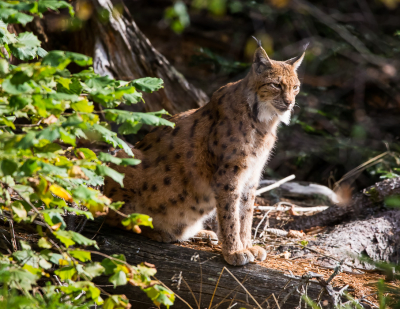<i class='fa fa-user'></i>&nbsp;David&nbsp;|  Euraziatische Lynx&nbsp; <i class='fa fa-eye'>&nbsp;248</i> &nbsp;<i class='fa fa-thumbs-up'>&nbsp;2</i> &nbsp; <i class='fa fa-comment-o'>&nbsp;3</i>