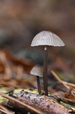 <i class='fa fa-user'></i>&nbsp;Nicwil15&nbsp;|  Melksteelmycena&nbsp; <i class='fa fa-eye'>&nbsp;107</i> &nbsp;<i class='fa fa-thumbs-up'>&nbsp;1</i> &nbsp; <i class='fa fa-comment-o'>&nbsp;4</i>