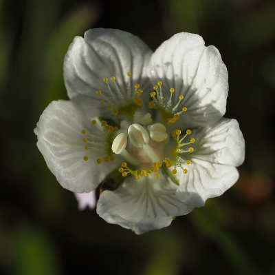 <i class='fa fa-user'></i>&nbsp;Tim Oord&nbsp;|  Parnassia&nbsp; <i class='fa fa-eye'>&nbsp;76</i> &nbsp; <i class='fa fa-comment-o'>&nbsp;2</i>
