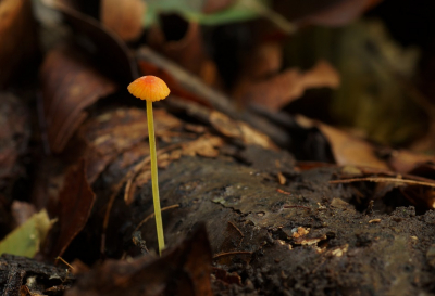 <i class='fa fa-user'></i>&nbsp;Jelle Bakker&nbsp;|  Oranje Dwergmycena&nbsp; <i class='fa fa-eye'>&nbsp;82</i> &nbsp; <i class='fa fa-comment-o'>&nbsp;3</i>