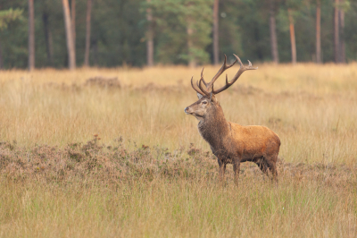 Laat in de middag een plekje midden op de heide aangenomen, vaak wisselde het roodwild hier langs om de nacht door te brengen op de bronstplek. Ik had geluk en trof dit (voor mij) bekende hert van de 8e kop langs de aanzitplaats, een kort nabootsen van een hinde deed hem stoppen.