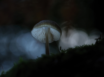 <i class='fa fa-user'></i>&nbsp;Jurgen Maassen&nbsp;|  Mycena sp.&nbsp; <i class='fa fa-eye'>&nbsp;131</i> &nbsp;<i class='fa fa-thumbs-up'>&nbsp;3</i> &nbsp; <i class='fa fa-comment-o'>&nbsp;6</i>
