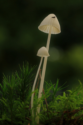 <i class='fa fa-user'></i>&nbsp;frbeuming&nbsp;|  Mycena sp.&nbsp; <i class='fa fa-eye'>&nbsp;91</i> &nbsp;<i class='fa fa-thumbs-up'>&nbsp;3</i> &nbsp; <i class='fa fa-comment-o'>&nbsp;5</i>