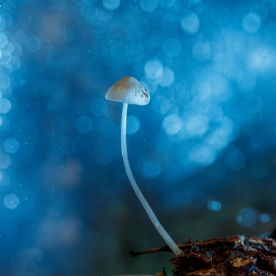 <i class='fa fa-user'></i>&nbsp;kiran&nbsp;|  Papilmycena&nbsp; <i class='fa fa-eye'>&nbsp;98</i> &nbsp;<i class='fa fa-thumbs-up'>&nbsp;2</i> &nbsp; <i class='fa fa-comment-o'>&nbsp;3</i>