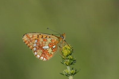 <i class='fa fa-user'></i>&nbsp;F.Koopman&nbsp;|  Zilvervlek&nbsp; <i class='fa fa-eye'>&nbsp;85</i> &nbsp;<i class='fa fa-thumbs-up'>&nbsp;1</i> &nbsp; <i class='fa fa-comment-o'>&nbsp;1</i>