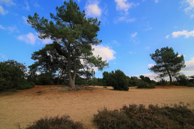 <i class='fa fa-user'></i>&nbsp;frbeuming&nbsp;|  Landschap met Jeneverbessenstruiken&nbsp; <i class='fa fa-eye'>&nbsp;74</i> &nbsp;<i class='fa fa-thumbs-up'>&nbsp;1</i> &nbsp; <i class='fa fa-comment-o'>&nbsp;1</i>