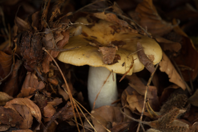 <i class='fa fa-user'></i>&nbsp;Adri Gr Nuelend&nbsp;|  Russula sp.&nbsp; <i class='fa fa-eye'>&nbsp;71</i> &nbsp; <i class='fa fa-comment-o'>&nbsp;5</i>