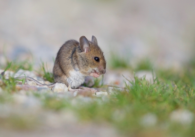 Gisteren naar de Oostvaardersplassen geweest met grootmaterieel aan apparatuur: 500 mm lens en een fullframe camera. Hopend op een zeearend, visarend, edelherten, etc. Wat krijg ik voor de lens? Dit piepkleine muisje!  :-)