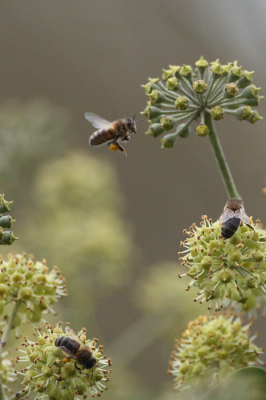 welk insect is dit ? welk insect is dit ? welk insect is dit ? welk insect is dit ? welk insect is dit ? welk insect is dit ?