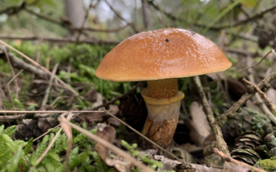 Vanmiddag zag ik weer eens na jaren deze niet veel voorkomende boleet. Dit exemplaar is vrij groot in zijn soort en er stonden nog een paar kleinere. Uiteraard onder een lariks, wat nog te zien is aan de kegeltjes eromheen.