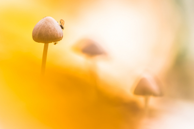 <i class='fa fa-user'></i>&nbsp;Van de Velde Frank&nbsp;|  Mycena sp.&nbsp; <i class='fa fa-eye'>&nbsp;102</i> &nbsp;<i class='fa fa-thumbs-up'>&nbsp;1</i> &nbsp; <i class='fa fa-comment-o'>&nbsp;6</i>