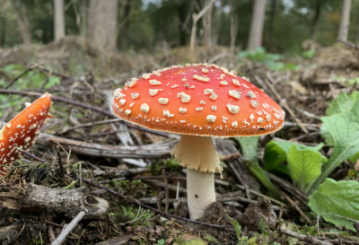 Van de hoed en de rand... deze sprong er wel niet z mooi uit! Niet de meest zeldzame, maar wel een van de meest dankbare paddenstoelen. Ooit heb ik in Wageningen gewerkt aan een enzym dat aan het begin staat van een reeks biochemische omzettingen die leiden tot de rode kleur van de hoed.