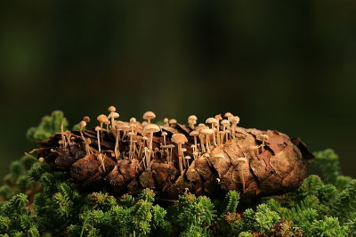<i class='fa fa-user'></i>&nbsp;frbeuming&nbsp;|  Mycena  sp.&nbsp; <i class='fa fa-eye'>&nbsp;113</i> &nbsp;<i class='fa fa-thumbs-up'>&nbsp;2</i> &nbsp; <i class='fa fa-comment-o'>&nbsp;6</i>
