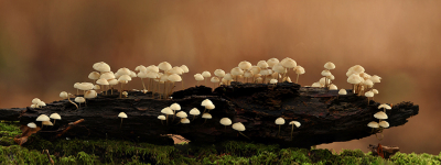 <i class='fa fa-user'></i>&nbsp;Eric Gibcus&nbsp;|  Mycena sp.&nbsp; <i class='fa fa-eye'>&nbsp;132</i> &nbsp;<i class='fa fa-thumbs-up'>&nbsp;9</i> &nbsp; <i class='fa fa-comment-o'>&nbsp;8</i>