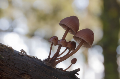 <i class='fa fa-user'></i>&nbsp;Henk Bouter&nbsp;|  Grote Bloedsteelmycena&nbsp; <i class='fa fa-eye'>&nbsp;84</i> &nbsp;<i class='fa fa-thumbs-up'>&nbsp;5</i> &nbsp; <i class='fa fa-comment-o'>&nbsp;4</i>