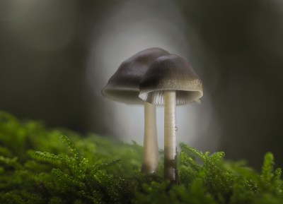 <i class='fa fa-user'></i>&nbsp;Jurgen Maassen&nbsp;|  Mycena sp.&nbsp; <i class='fa fa-eye'>&nbsp;95</i> &nbsp;<i class='fa fa-thumbs-up'>&nbsp;6</i> &nbsp; <i class='fa fa-comment-o'>&nbsp;5</i>