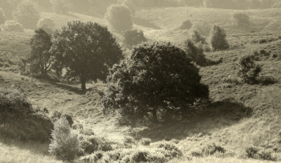 <i class='fa fa-user'></i>&nbsp;B.M.Schouten-Ruis&nbsp;|  Landschap Posbank&nbsp; <i class='fa fa-eye'>&nbsp;102</i> &nbsp;<i class='fa fa-thumbs-up'>&nbsp;1</i> &nbsp; <i class='fa fa-comment-o'>&nbsp;4</i>