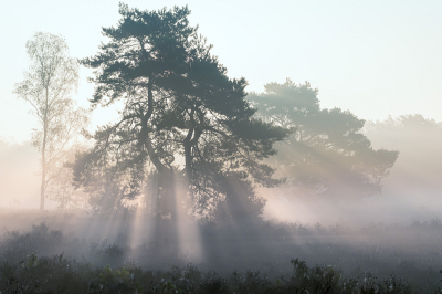 <i class='fa fa-user'></i>&nbsp;Piet van de Wiel&nbsp;|  Landschap&nbsp; <i class='fa fa-eye'>&nbsp;94</i> &nbsp;<i class='fa fa-thumbs-up'>&nbsp;3</i> &nbsp; <i class='fa fa-comment-o'>&nbsp;3</i>