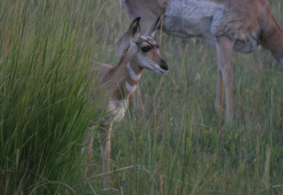 <i class='fa fa-user'></i> Jack90 | Gaffelantilope  <i class='fa fa-eye'> 177</i>   <i class='fa fa-comment-o'> 3</i>