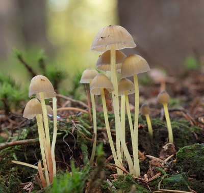 <i class='fa fa-user'></i>&nbsp;Tim Oord&nbsp;|  Dennenkleefsteelmycena&nbsp; <i class='fa fa-eye'>&nbsp;59</i> &nbsp; <i class='fa fa-comment-o'>&nbsp;3</i>