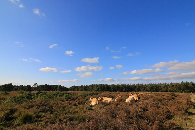 <i class='fa fa-user'></i>&nbsp;frbeuming&nbsp;|  Landschap&nbsp; <i class='fa fa-eye'>&nbsp;84</i> &nbsp; <i class='fa fa-comment-o'>&nbsp;1</i>