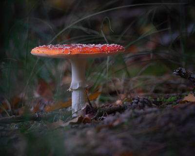 Deze herfstvakantie heb ik voor het eerst tijd besteed aan het fotograferen van paddenstoelen. Normaal gesproken fotograaf ik alleen vogels. Maar alle paddenstoelen rond ons vakantiepark waren een hele leuke afwisseling. Hier een vliegenzwam op een mooie plek.