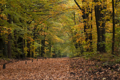 <i class='fa fa-user'></i>&nbsp;Kees van de Wege&nbsp;|  Herfst&nbsp; <i class='fa fa-eye'>&nbsp;102</i> &nbsp; <i class='fa fa-comment-o'>&nbsp;4</i>