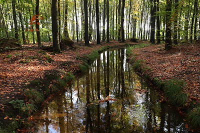 <i class='fa fa-user'></i>&nbsp;Ben Aalders&nbsp;|  Mooie herfstdag&nbsp; <i class='fa fa-eye'>&nbsp;86</i> &nbsp;<i class='fa fa-thumbs-up'>&nbsp;2</i> &nbsp; <i class='fa fa-comment-o'>&nbsp;2</i>