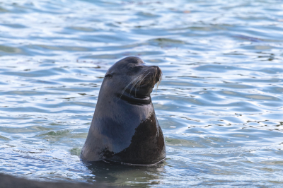 De vrouwtjes zeeleeuwen op de Galapagos zijn tam en zwemmen dicht bij je als je aan het snorkelen bent. Deze 'alpha' man zwom rond in een baai en liet luid brullend horen dat hij de baas was (terwijl ik gelukkig op de kant was). Toen ik zijn geluid nadeed kwam hij rechtopstaand in het water kijken waar de rivaal was.