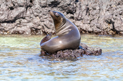 Een Galapagosleeuw als kunstwerk. Doet me denken aan de zeemeermin in Kopenhagen, maar dan veel groter.