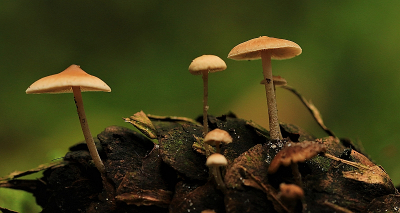 <i class='fa fa-user'></i>&nbsp;frbeuming&nbsp;|  Mycena  sp.&nbsp; <i class='fa fa-eye'>&nbsp;66</i> &nbsp;<i class='fa fa-thumbs-up'>&nbsp;1</i> &nbsp; <i class='fa fa-comment-o'>&nbsp;0</i>