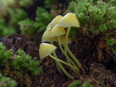 <i class='fa fa-user'></i>&nbsp;Tim Oord&nbsp;|  Dennenkleefsteelmycena&nbsp; <i class='fa fa-eye'>&nbsp;62</i> &nbsp;<i class='fa fa-thumbs-up'>&nbsp;2</i> &nbsp; <i class='fa fa-comment-o'>&nbsp;1</i>