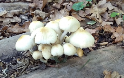 Natuurgebied de Kevie. Warm weer en schaduwrijke bosgrond. 
Ik heb een app gebruikt (Obsidentify) om de naam te weten te komen maar die geeft naast deze naam ook nog anijschampignon en Gele Berkenrussula (dat laatste zie ik helemaal niet zitten).
Weet iemand aan de hand van deze matige foto toch een naam erop te plakken?