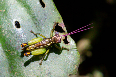 <i class='fa fa-user'></i>&nbsp;Louis56&nbsp;|  Pseudonautia sp.&nbsp; <i class='fa fa-eye'>&nbsp;73</i> &nbsp; <i class='fa fa-comment-o'>&nbsp;1</i>