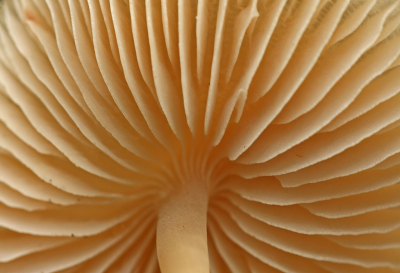 <i class='fa fa-user'></i>&nbsp;Cor&nbsp;|  Mycena sp.&nbsp; <i class='fa fa-eye'>&nbsp;82</i> &nbsp;<i class='fa fa-thumbs-up'>&nbsp;1</i> &nbsp; <i class='fa fa-comment-o'>&nbsp;7</i>