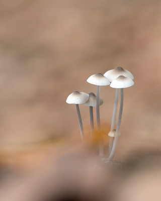<i class='fa fa-user'></i>&nbsp;Johan van Gurp&nbsp;|  Melksteelmycena&nbsp; <i class='fa fa-eye'>&nbsp;86</i> &nbsp;<i class='fa fa-thumbs-up'>&nbsp;5</i> &nbsp; <i class='fa fa-comment-o'>&nbsp;4</i>