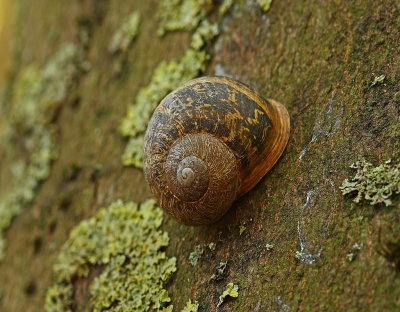 <i class='fa fa-user'></i>&nbsp;Cor&nbsp;|  Segrijnslak&nbsp; <i class='fa fa-eye'>&nbsp;58</i> &nbsp;<i class='fa fa-thumbs-up'>&nbsp;2</i> &nbsp; <i class='fa fa-comment-o'>&nbsp;6</i>