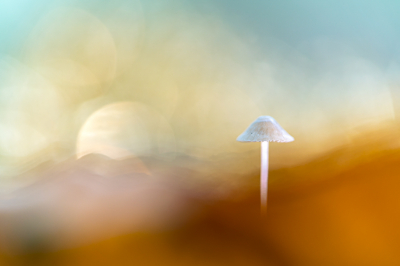 <i class='fa fa-user'></i>&nbsp;Loes Belovics&nbsp;|  Mycena sp.&nbsp; <i class='fa fa-eye'>&nbsp;133</i> &nbsp;<i class='fa fa-thumbs-up'>&nbsp;10</i> &nbsp; <i class='fa fa-comment-o'>&nbsp;12</i>