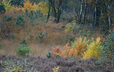 <i class='fa fa-user'></i>&nbsp;nelappelmelk&nbsp;|  Herfstkleurtjes&nbsp; <i class='fa fa-eye'>&nbsp;109</i> &nbsp; <i class='fa fa-comment-o'>&nbsp;5</i>