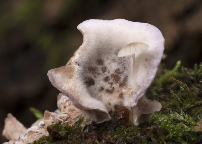 <i class='fa fa-user'></i>&nbsp;danny.declercq&nbsp;|  Stronkmycena&nbsp; <i class='fa fa-eye'>&nbsp;103</i> &nbsp;<i class='fa fa-thumbs-up'>&nbsp;4</i> &nbsp; <i class='fa fa-comment-o'>&nbsp;5</i>
