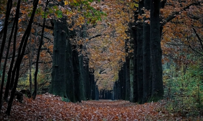 <i class='fa fa-user'></i>&nbsp;nelappelmelk&nbsp;|  Herfst&nbsp; <i class='fa fa-eye'>&nbsp;123</i> &nbsp;<i class='fa fa-thumbs-up'>&nbsp;2</i> &nbsp; <i class='fa fa-comment-o'>&nbsp;3</i>