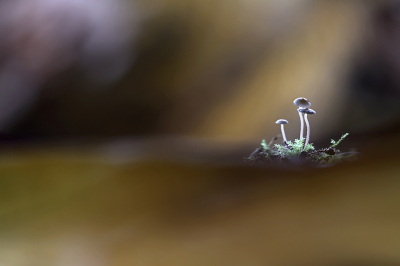 <i class='fa fa-user'></i>&nbsp;Pieter  LJ&nbsp;|  Mycena sp.&nbsp; <i class='fa fa-eye'>&nbsp;163</i> &nbsp;<i class='fa fa-thumbs-up'>&nbsp;14</i> &nbsp; <i class='fa fa-comment-o'>&nbsp;9</i>