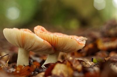 <i class='fa fa-user'></i>&nbsp;Edwin C&nbsp;|  Stevige Braakrussula&nbsp; <i class='fa fa-eye'>&nbsp;91</i> &nbsp; <i class='fa fa-comment-o'>&nbsp;8</i>