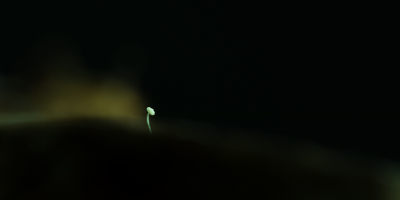 <i class='fa fa-user'></i>&nbsp;Van de Velde Frank&nbsp;|  Suikermycena&nbsp; <i class='fa fa-eye'>&nbsp;117</i> &nbsp; <i class='fa fa-comment-o'>&nbsp;3</i>