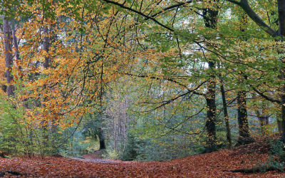 <i class='fa fa-user'></i>&nbsp;Nel R&nbsp;|  Herfstkleuren&nbsp; <i class='fa fa-eye'>&nbsp;98</i> &nbsp; <i class='fa fa-comment-o'>&nbsp;8</i>