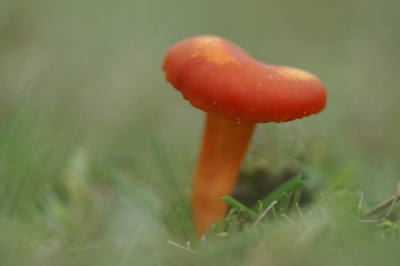<i class='fa fa-user'></i>&nbsp;Jasper&nbsp;|  Scharlaken Wasplaat&nbsp; <i class='fa fa-eye'>&nbsp;80</i> &nbsp; <i class='fa fa-comment-o'>&nbsp;2</i>